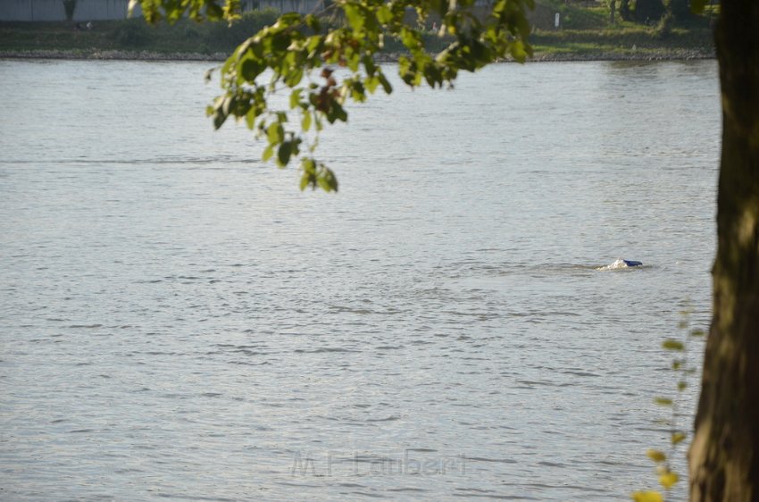 PRhein Koeln Porz Zuendorf An der Groov P186.JPG